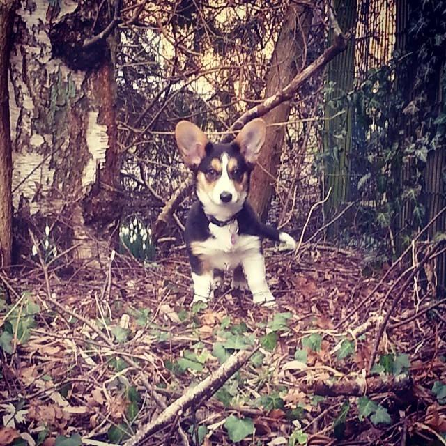 Welsh corgi cardigan Esther - 12 uger gammel... billede 25