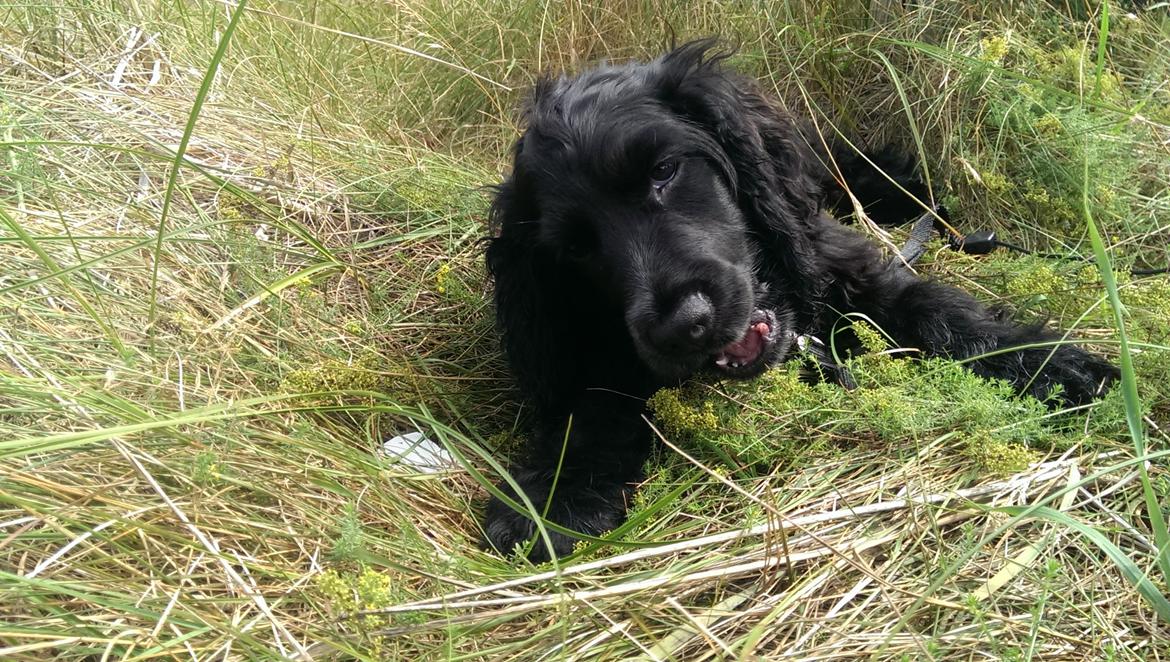 Cocker spaniel Pepsi billede 30