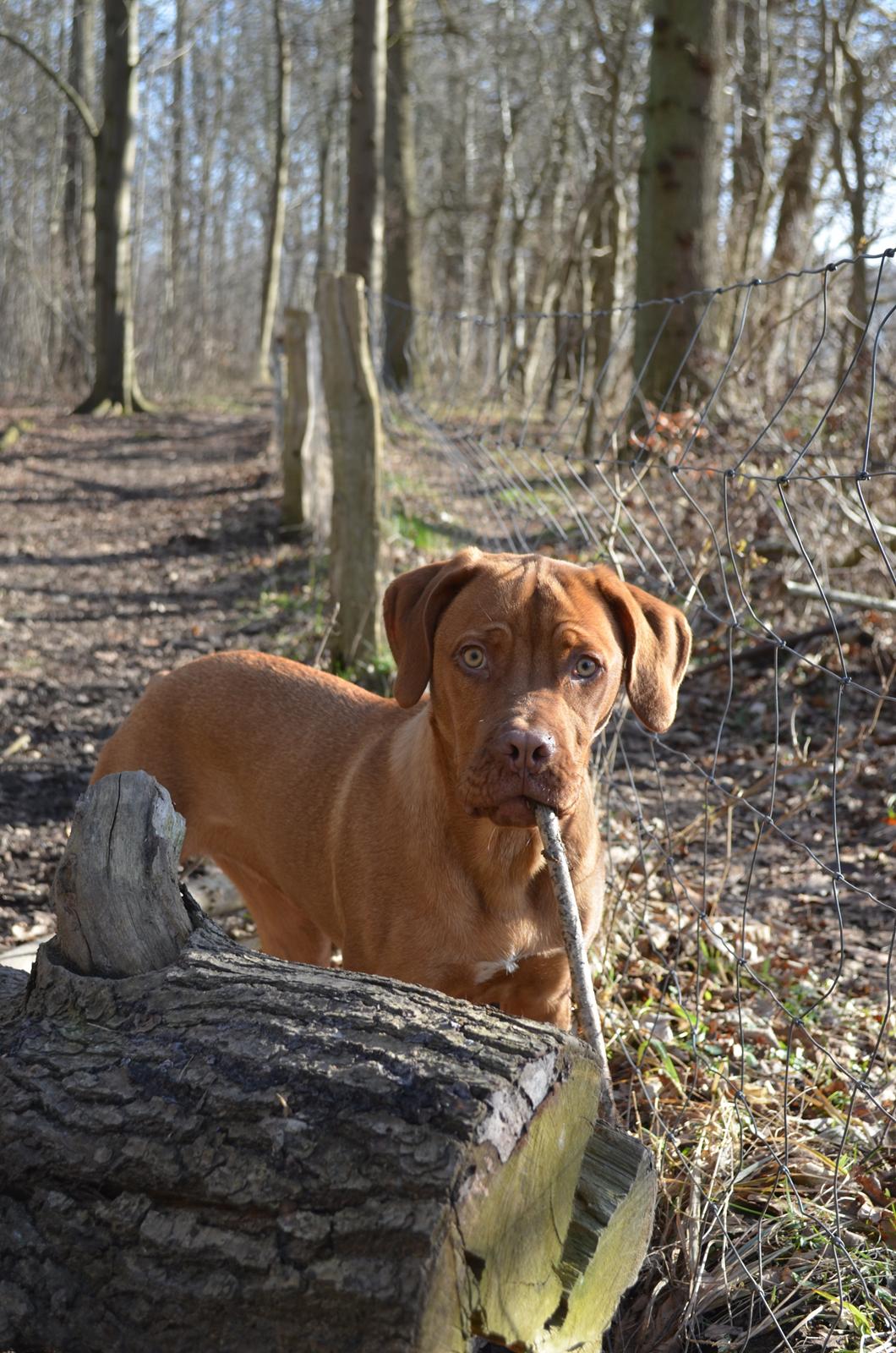 Blanding af racer Rottweiler/Cane Corso/Dogue de Brodeaux - Gabi billede 5