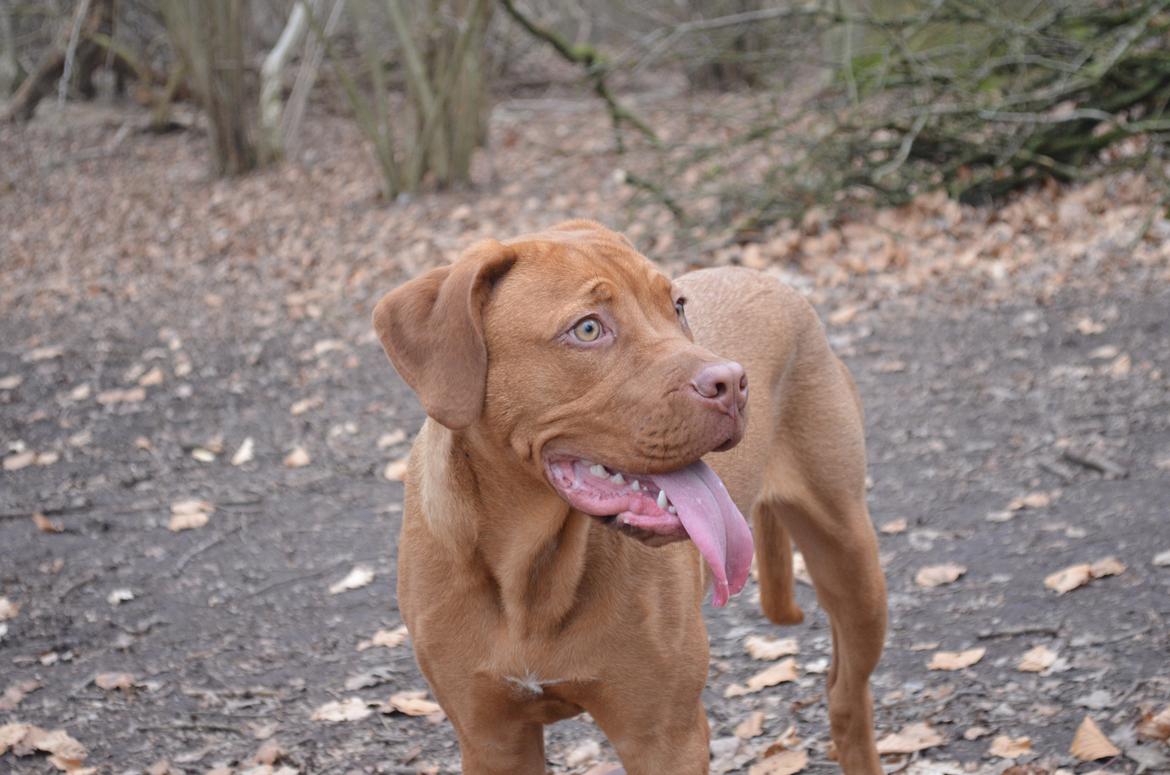 Blanding af racer Rottweiler/Cane Corso/Dogue de Brodeaux - Gabi billede 10