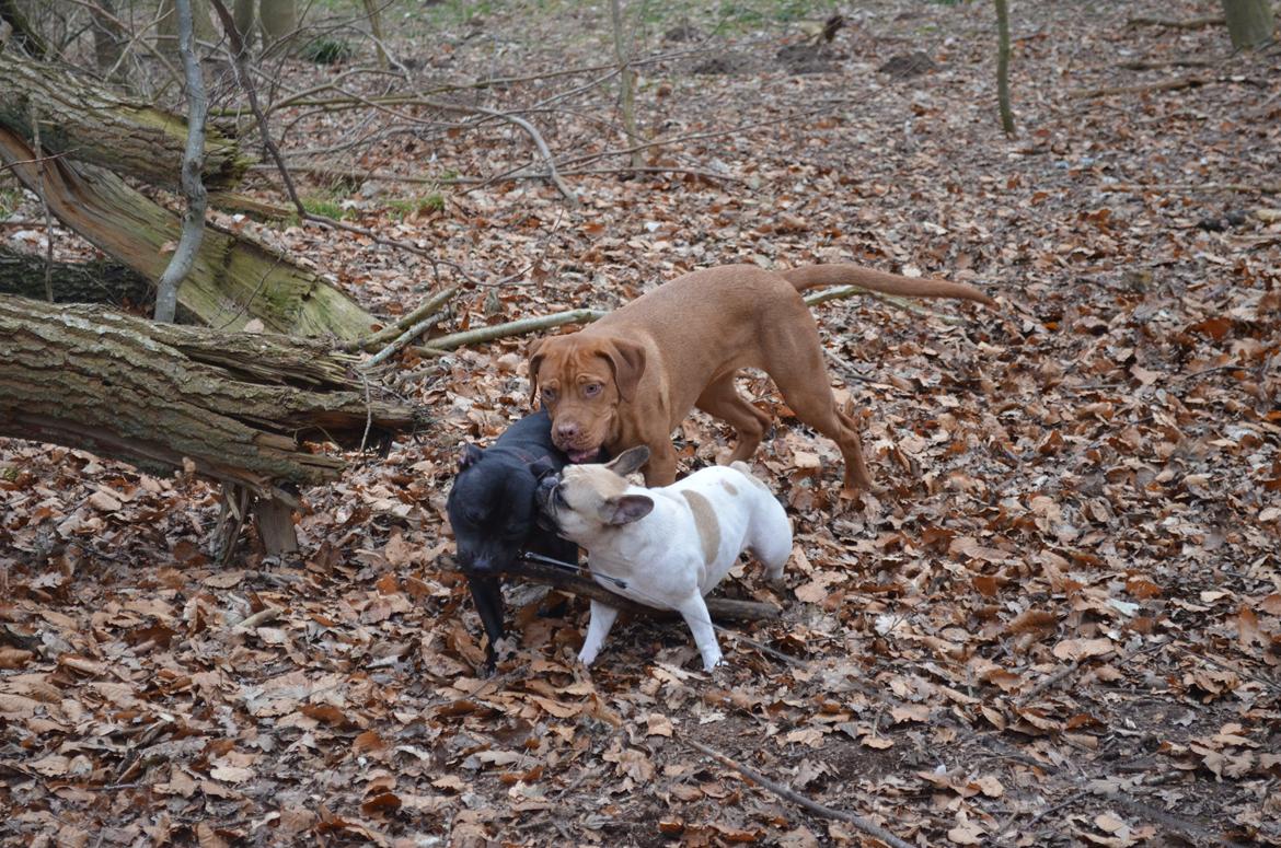 Blanding af racer Rottweiler/Cane Corso/Dogue de Brodeaux - Gabi billede 11