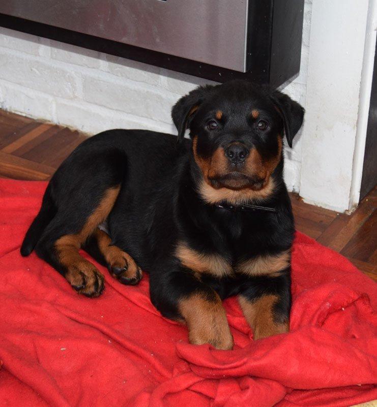 Rottweiler Anne billede 1