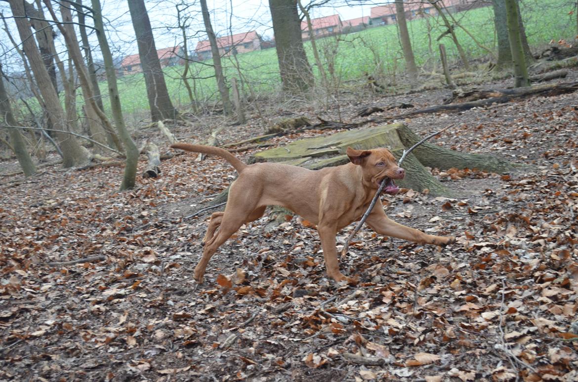 Blanding af racer Rottweiler/Cane Corso/Dogue de Brodeaux - Gabi billede 13