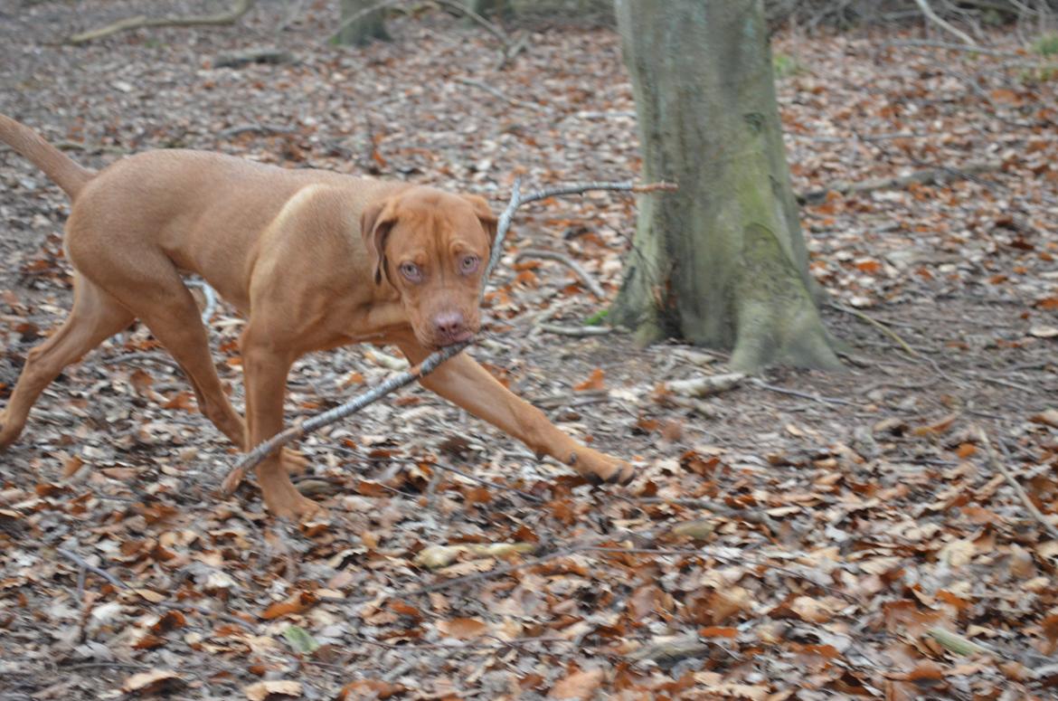 Blanding af racer Rottweiler/Cane Corso/Dogue de Brodeaux - Gabi billede 12