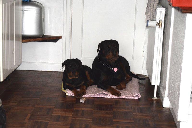 Rottweiler Anne billede 2