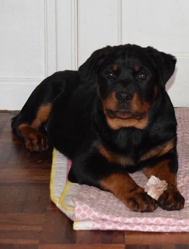 Rottweiler Anne billede 4