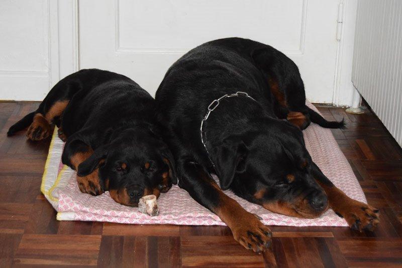 Rottweiler Anne billede 5