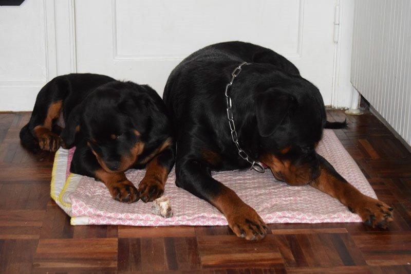Rottweiler Anne billede 6