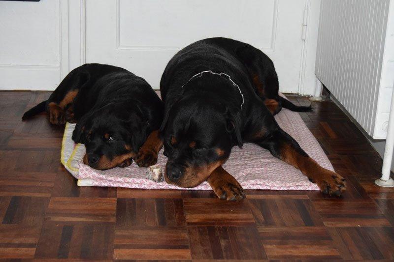 Rottweiler Anne billede 7