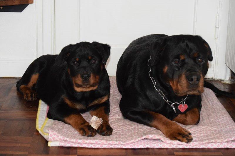 Rottweiler Anne billede 3