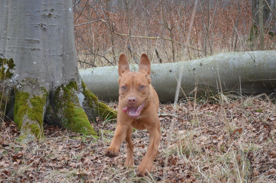 Blanding af racer Rottweiler/Cane Corso/Dogue de Brodeaux - Gabi billede 16