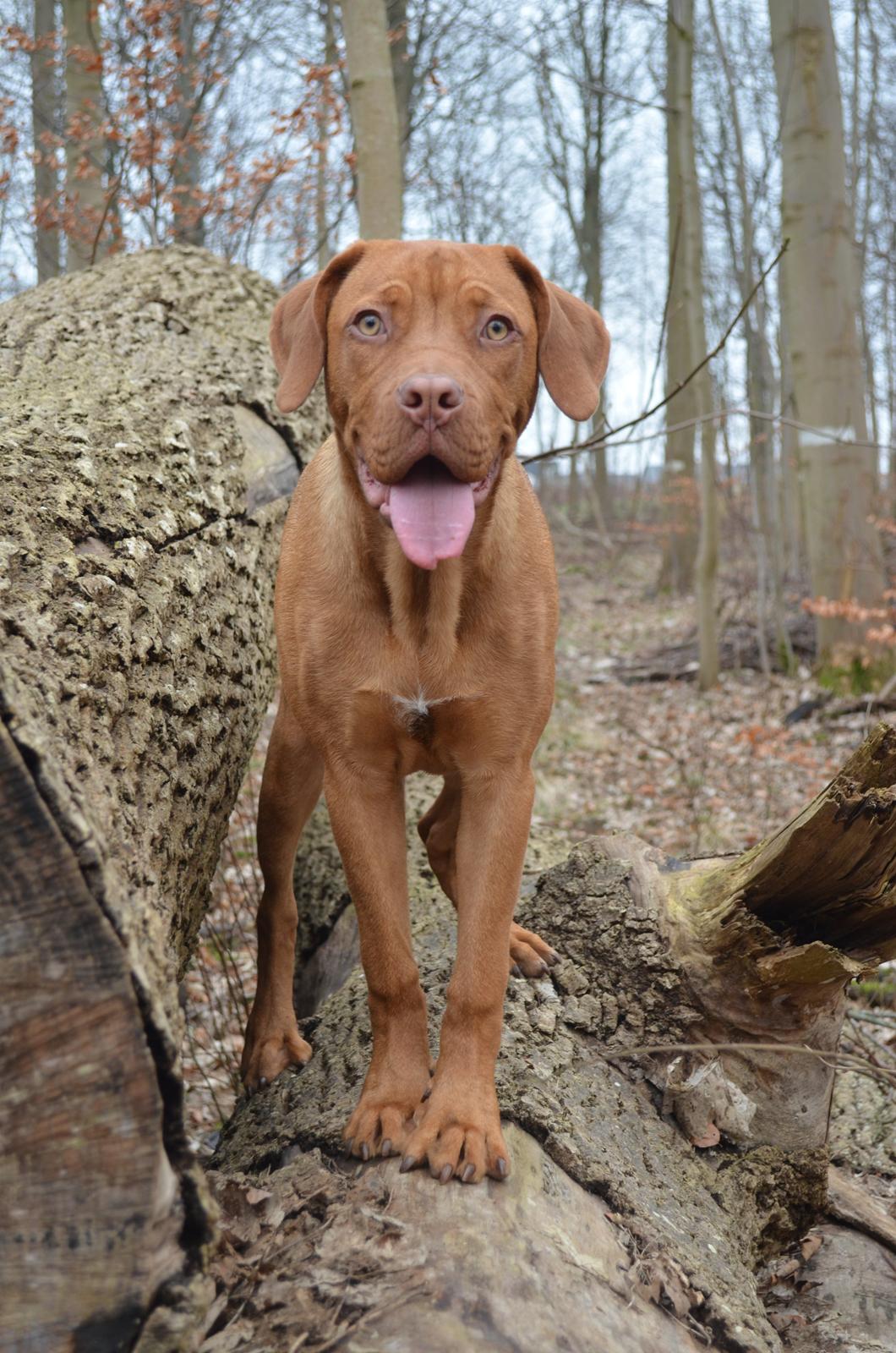 Blanding af racer Rottweiler/Cane Corso/Dogue de Brodeaux - Gabi billede 17