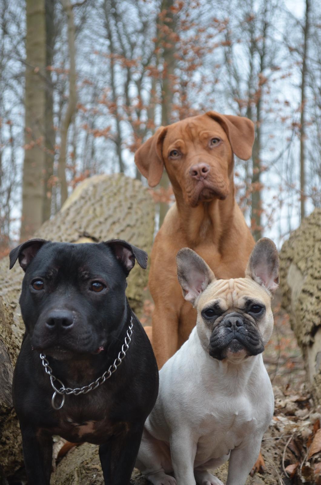 Blanding af racer Rottweiler/Cane Corso/Dogue de Brodeaux - Gabi billede 3