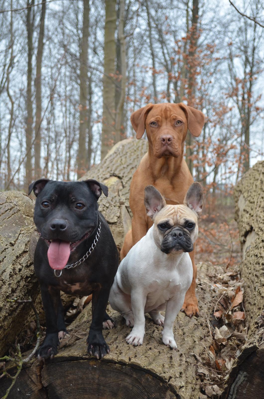 Blanding af racer Rottweiler/Cane Corso/Dogue de Brodeaux - Gabi billede 21