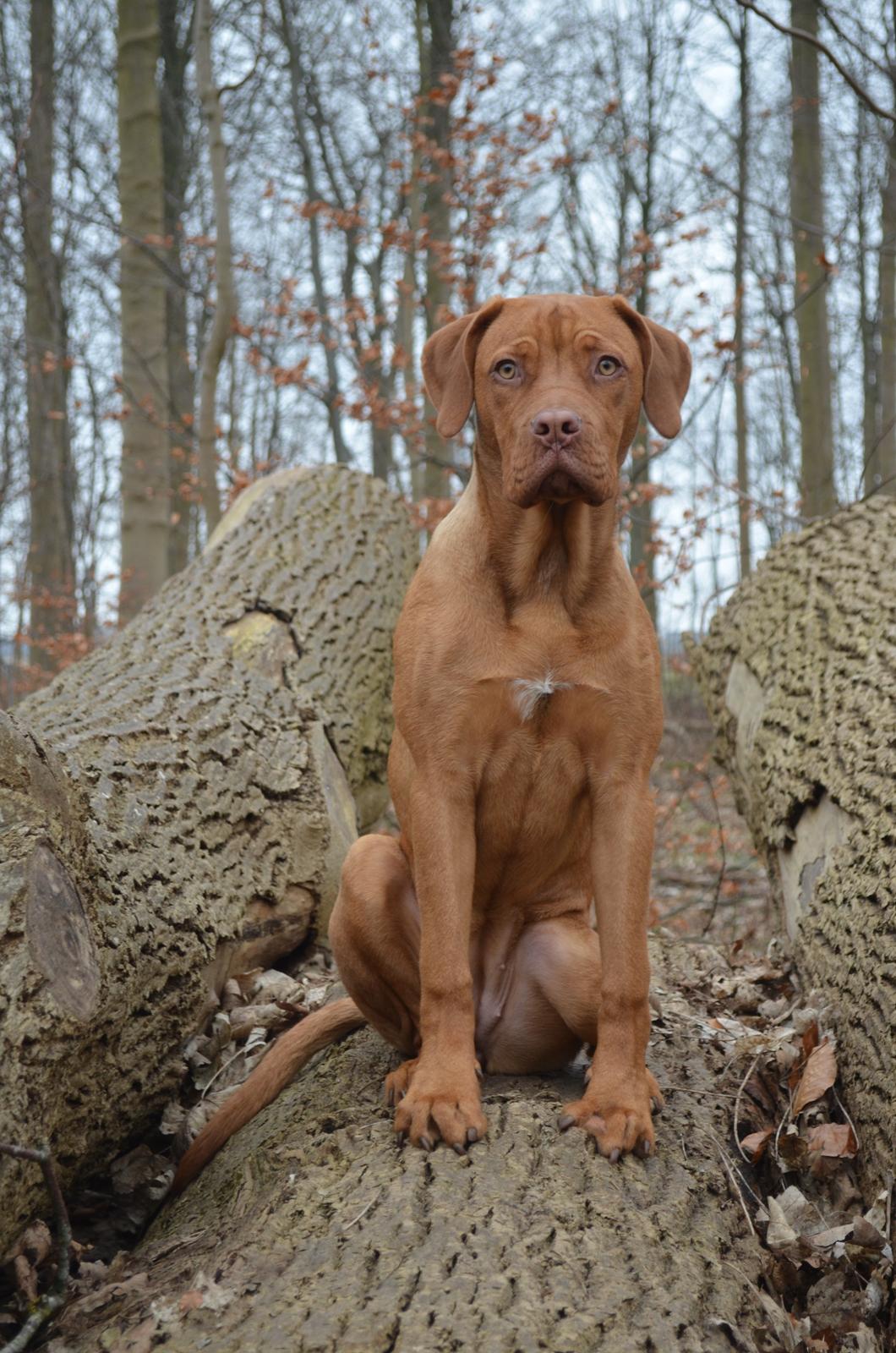 Blanding af racer Rottweiler/Cane Corso/Dogue de Brodeaux - Gabi billede 4