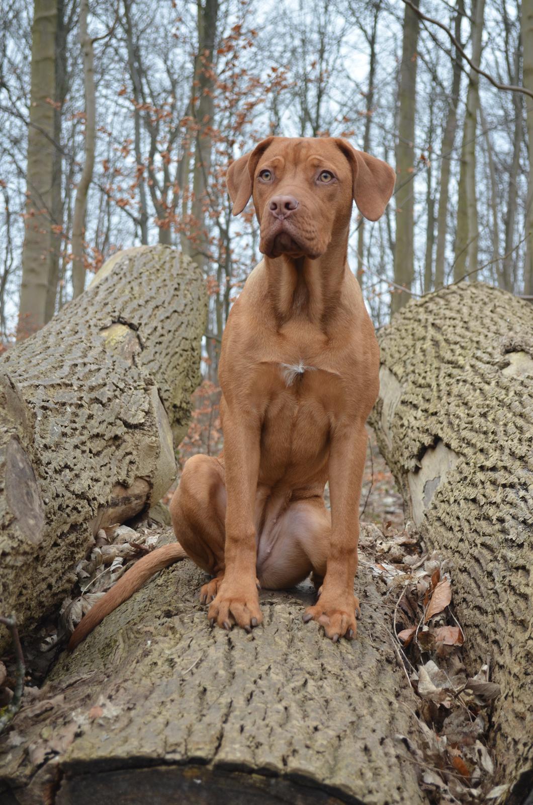 Blanding af racer Rottweiler/Cane Corso/Dogue de Brodeaux - Gabi billede 23