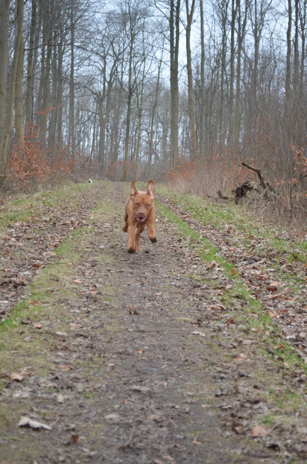 Blanding af racer Rottweiler/Cane Corso/Dogue de Brodeaux - Gabi billede 25