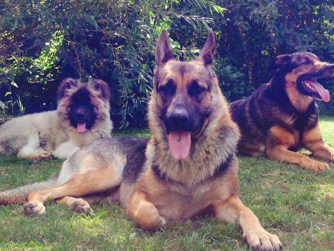 Schæferhund Nala billede 1