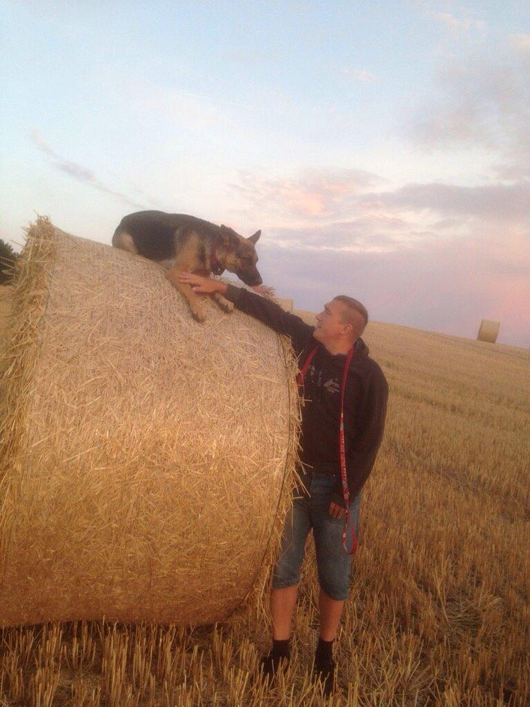 Schæferhund Nala billede 2