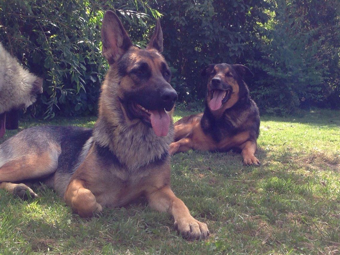 Schæferhund Nala billede 3