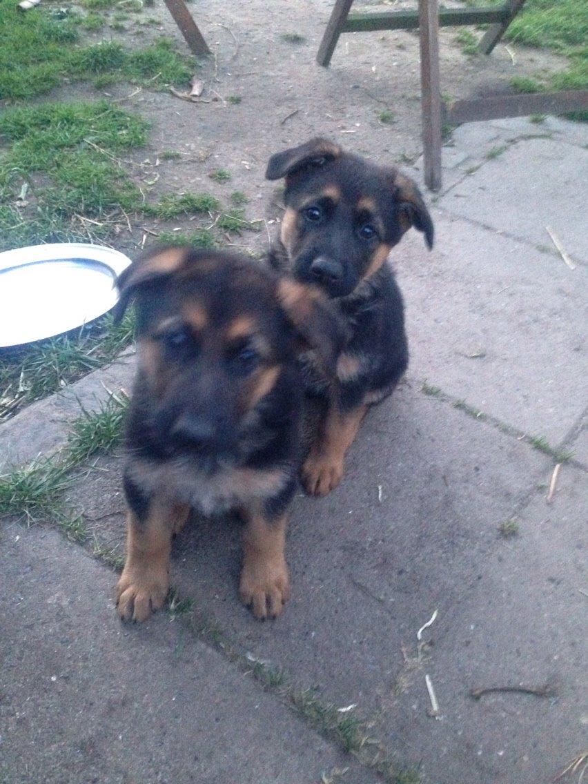 Schæferhund Nala billede 4