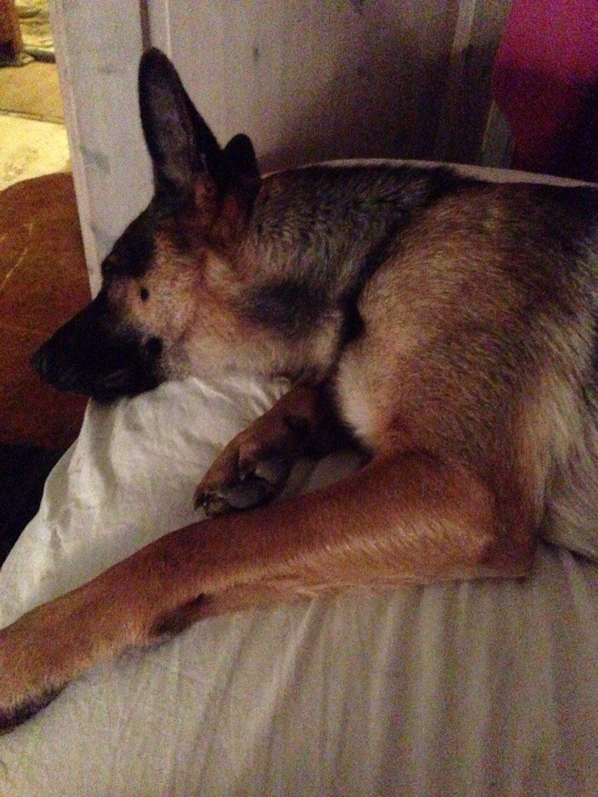 Schæferhund Nala billede 5