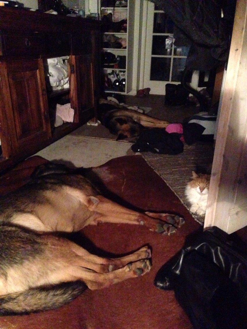 Schæferhund Nala billede 6