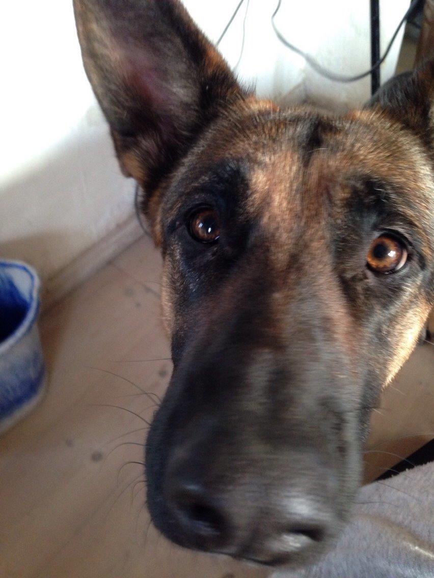 Schæferhund Nala billede 7