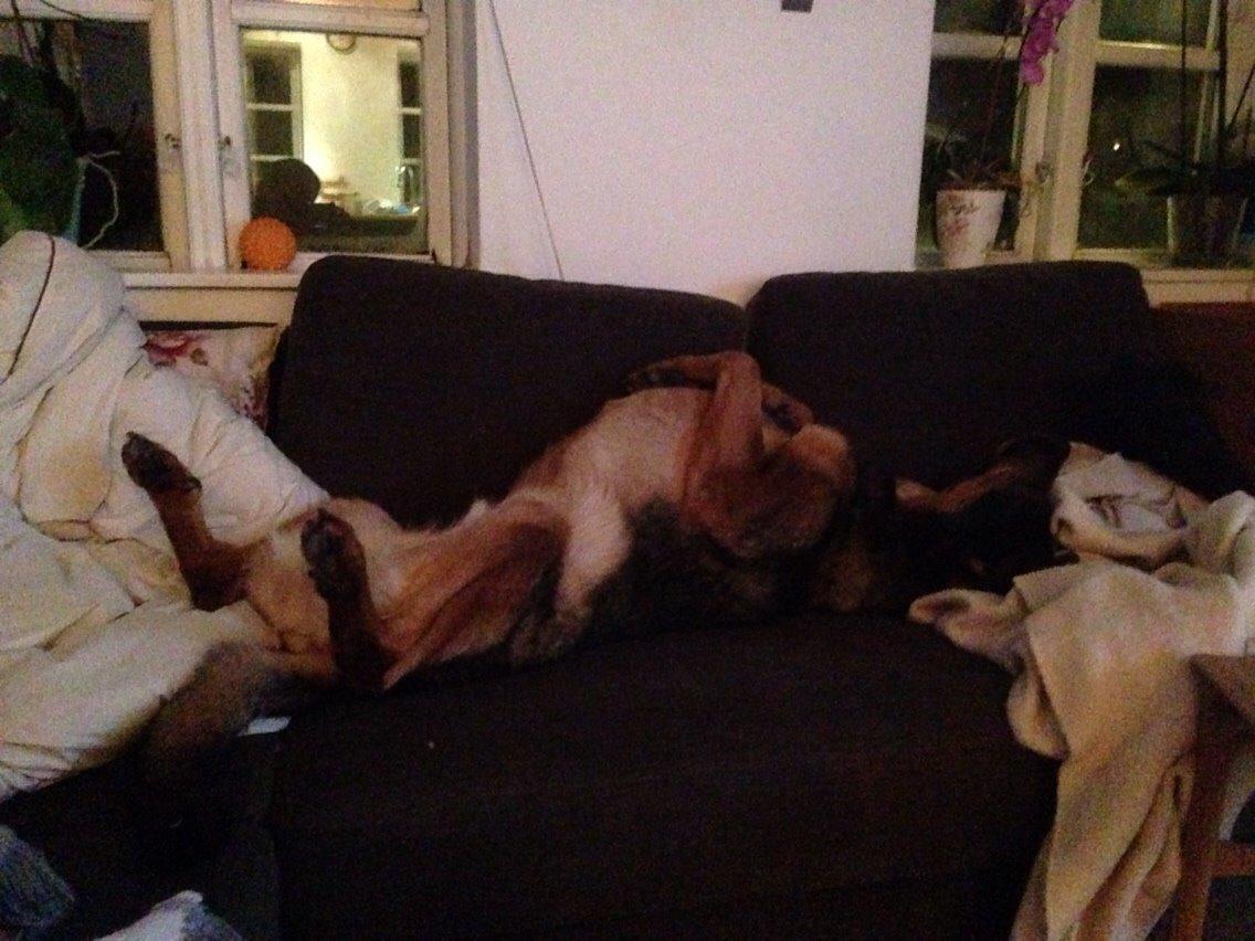 Blanding af racer Zar (Zarzi)<3 billede 20