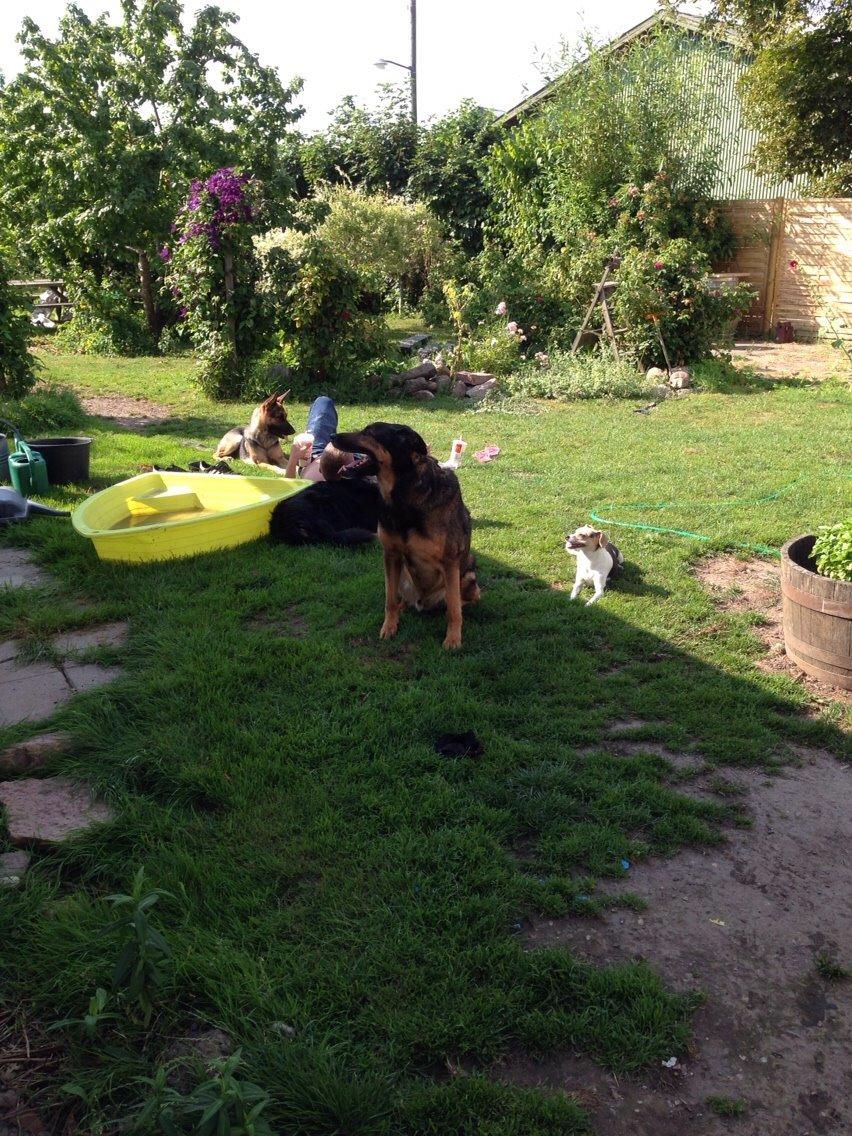 Blanding af racer Zar (Zarzi)<3 billede 23