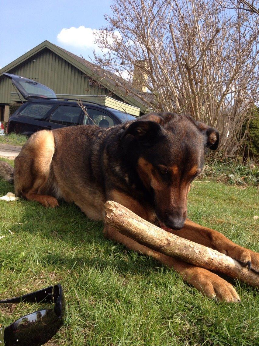 Blanding af racer Zar (Zarzi)<3 billede 24