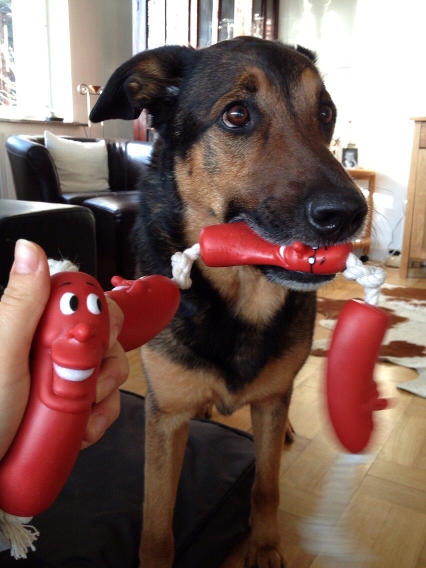 Blanding af racer Zar (Zarzi)<3 billede 25