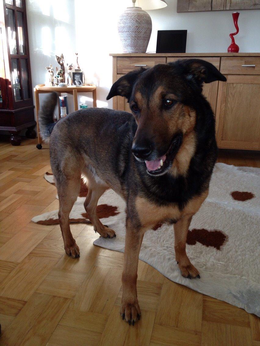 Blanding af racer Zar (Zarzi)<3 billede 26