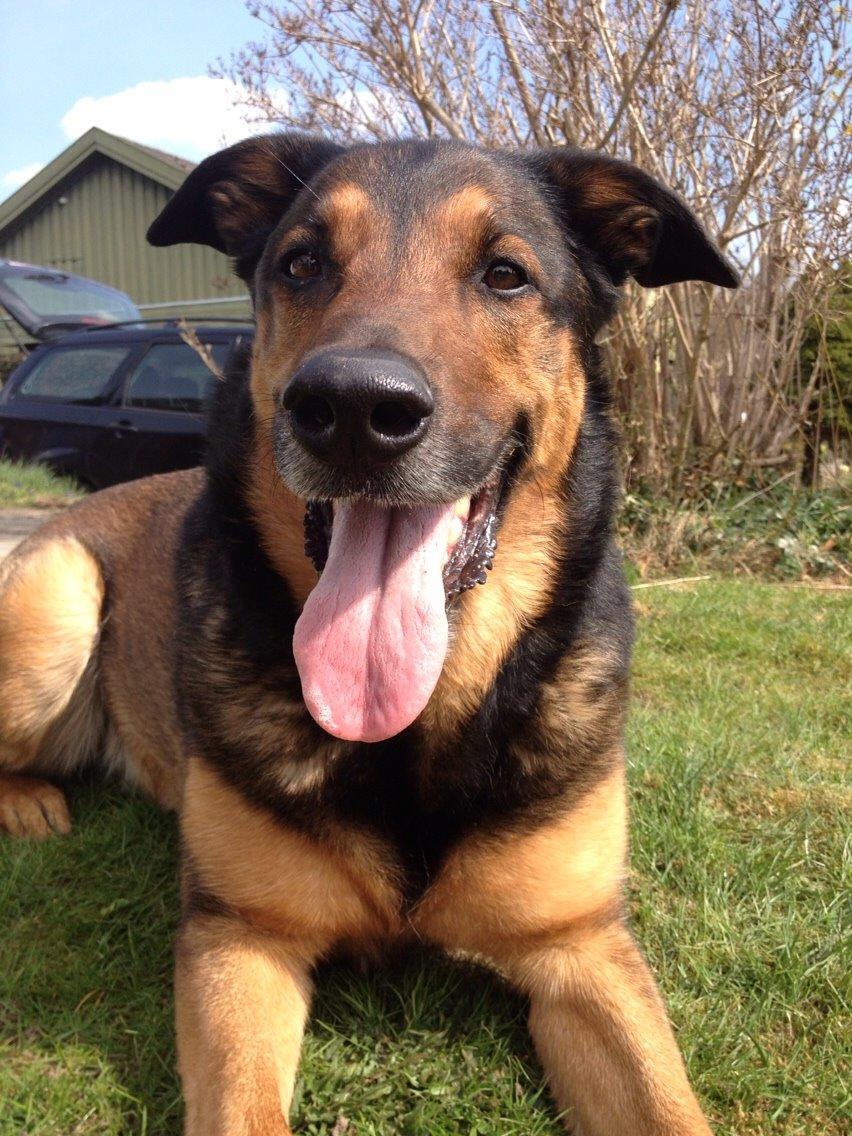 Blanding af racer Zar (Zarzi)<3 billede 27