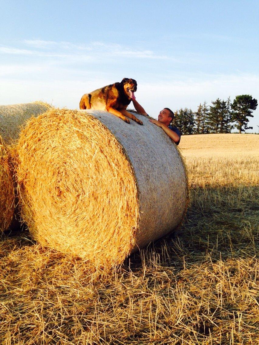 Blanding af racer Zar (Zarzi)<3 billede 28