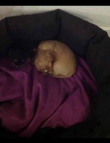 Cavalier king charles spaniel Fie - 4 uger gammel billede 4