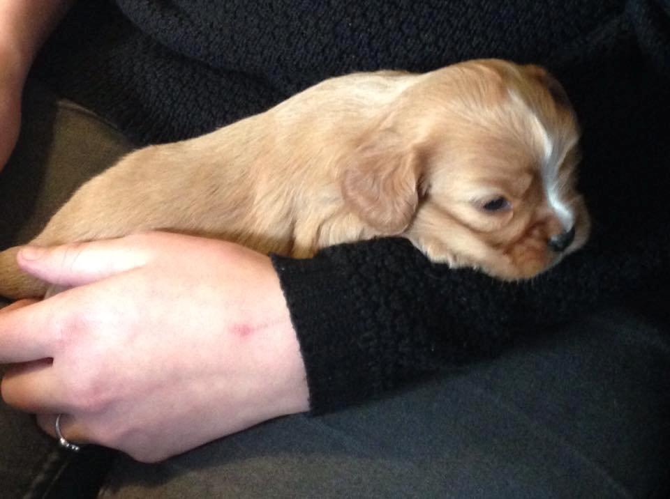 Cavalier king charles spaniel Fie - 4 uger gammel billede 3