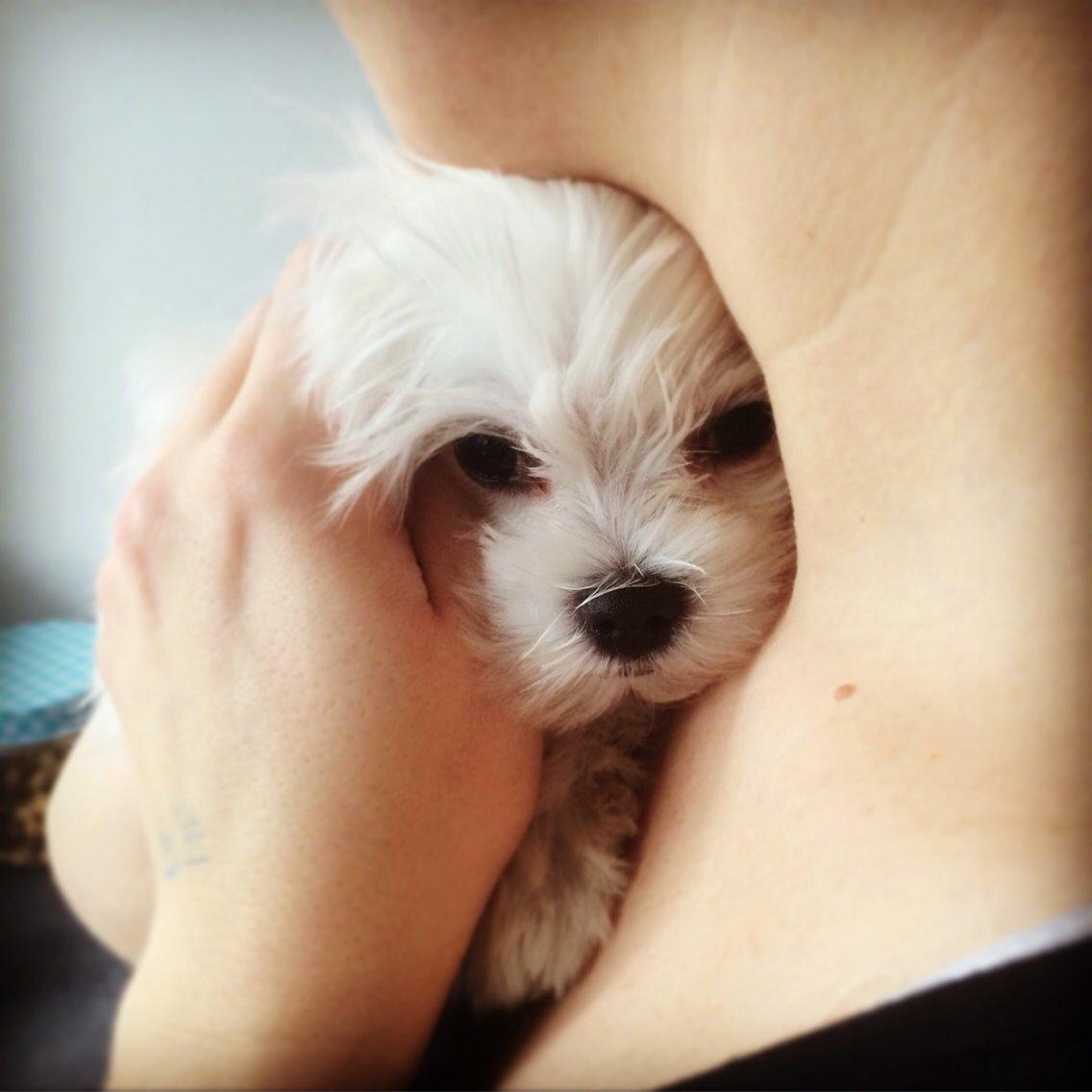 Malteser Albi billede 7
