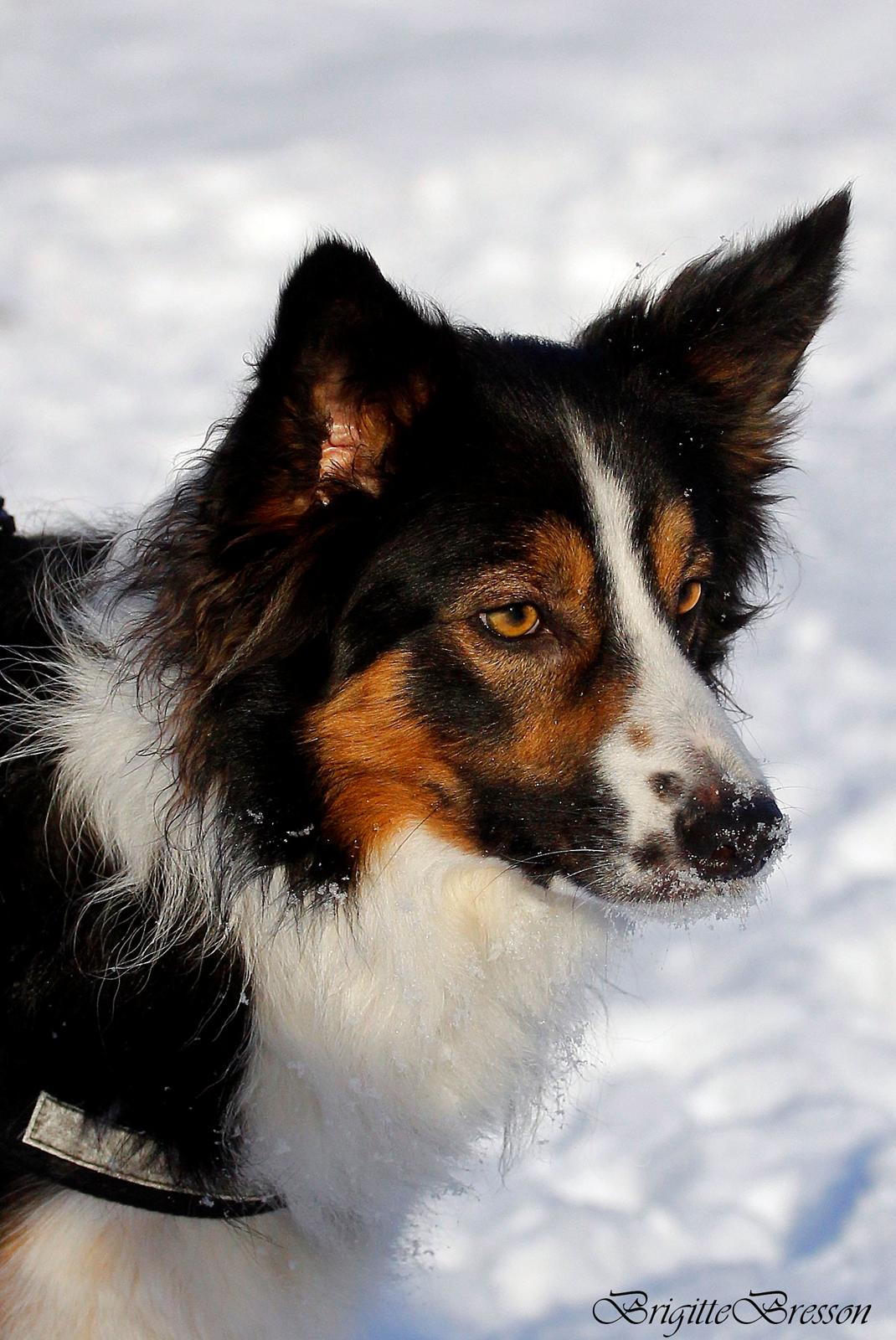 Border collie Jett R.I.P billede 30