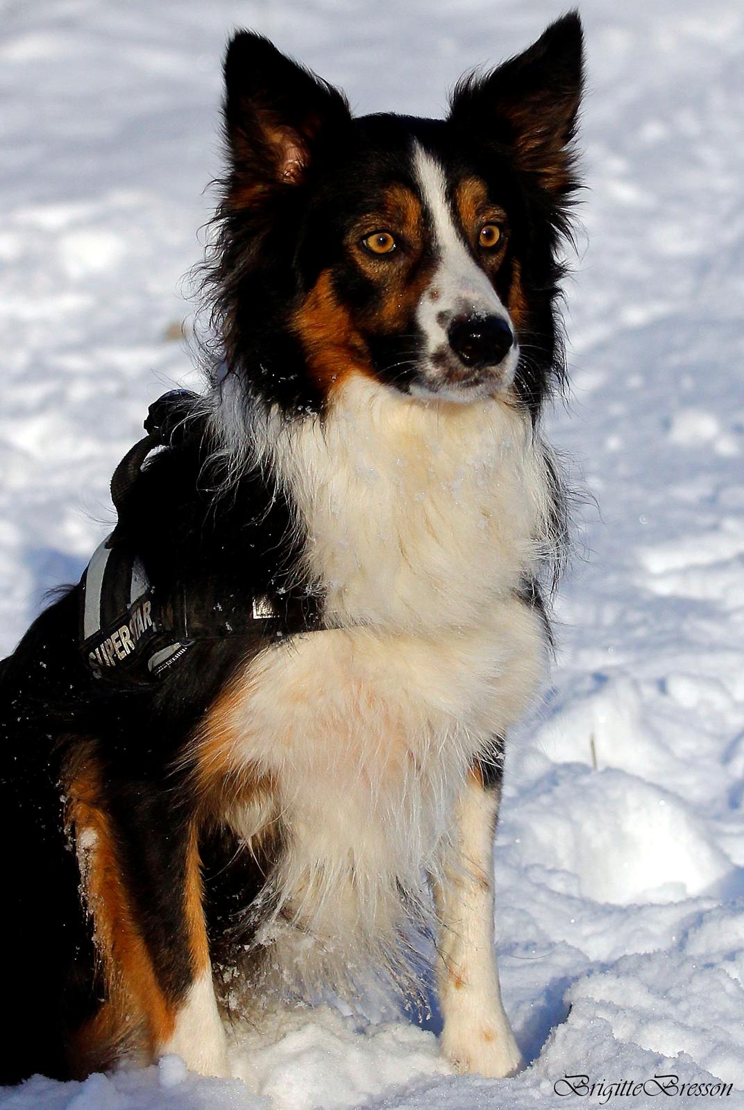 Border collie Jett R.I.P billede 31