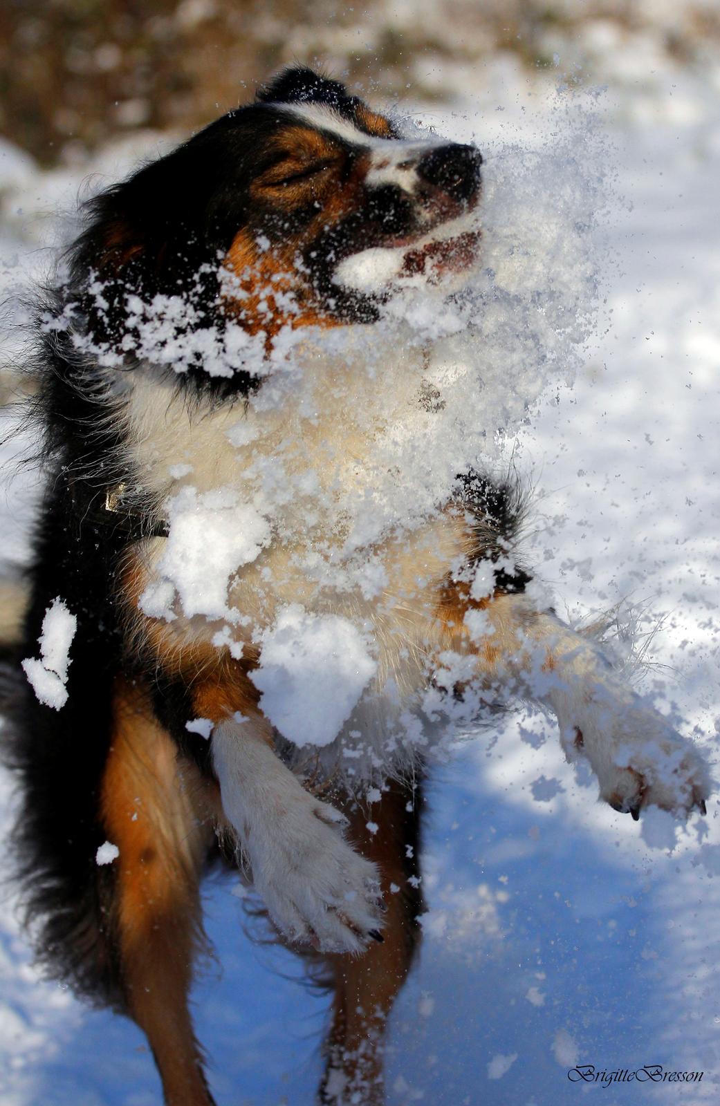 Border collie Jett R.I.P billede 21