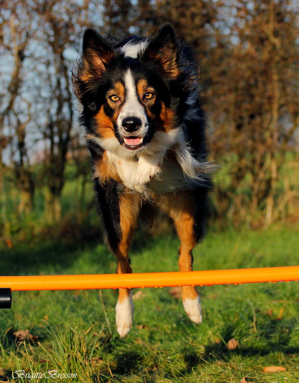 Border collie Jett R.I.P billede 16