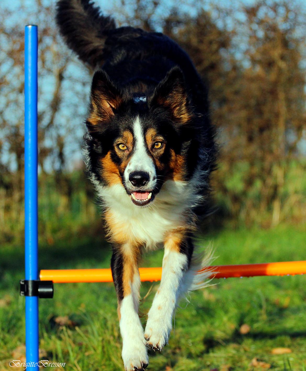 Border collie Jett R.I.P billede 17