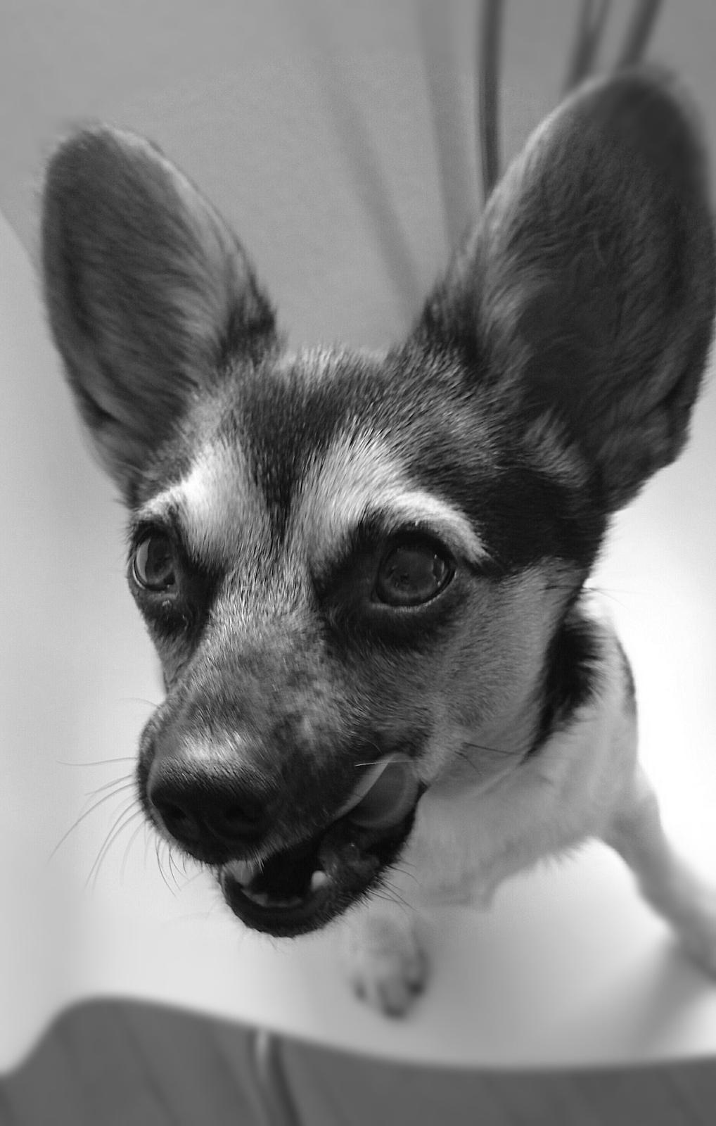 Blanding af racer Cody billede 2