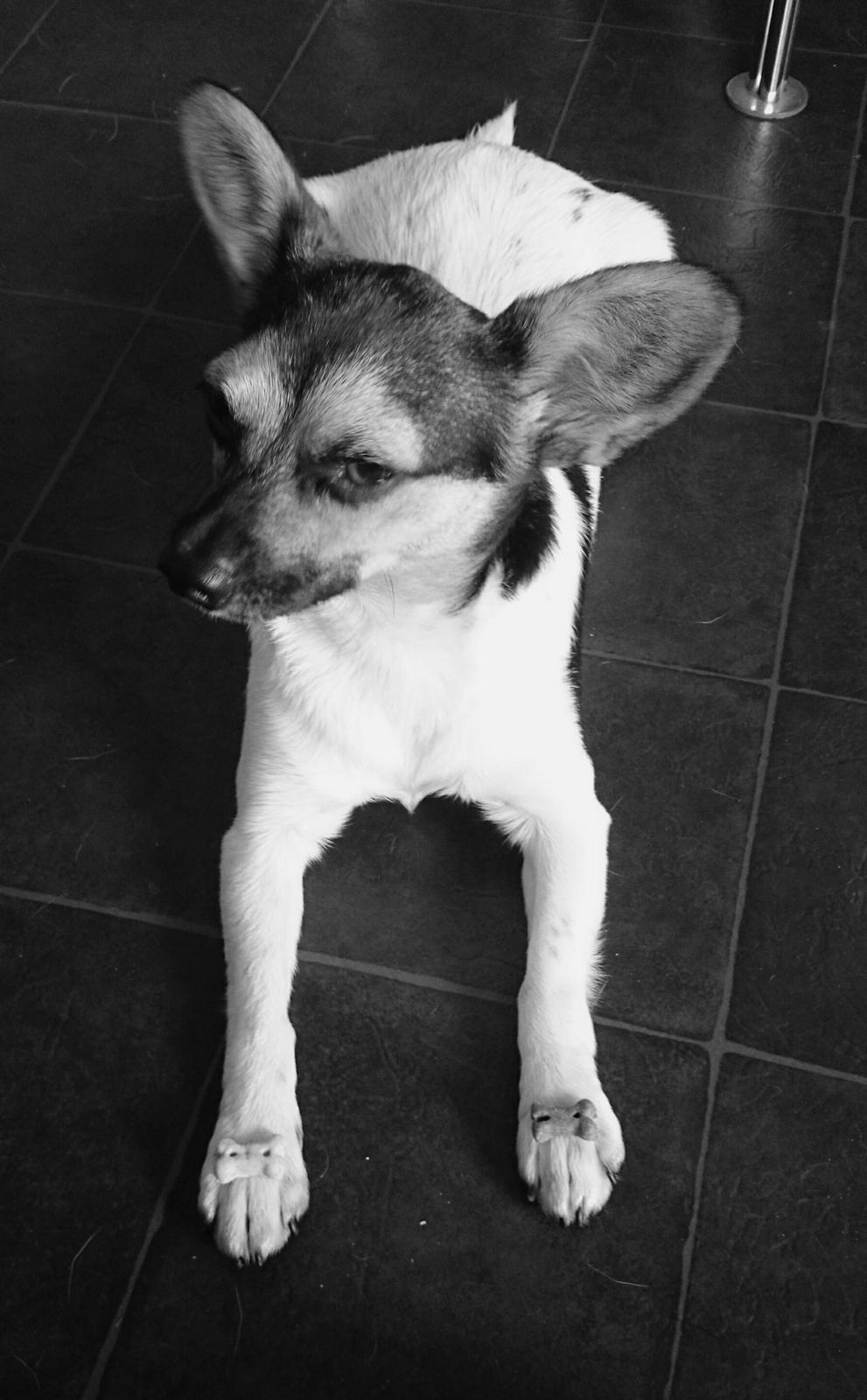 Blanding af racer Cody billede 3