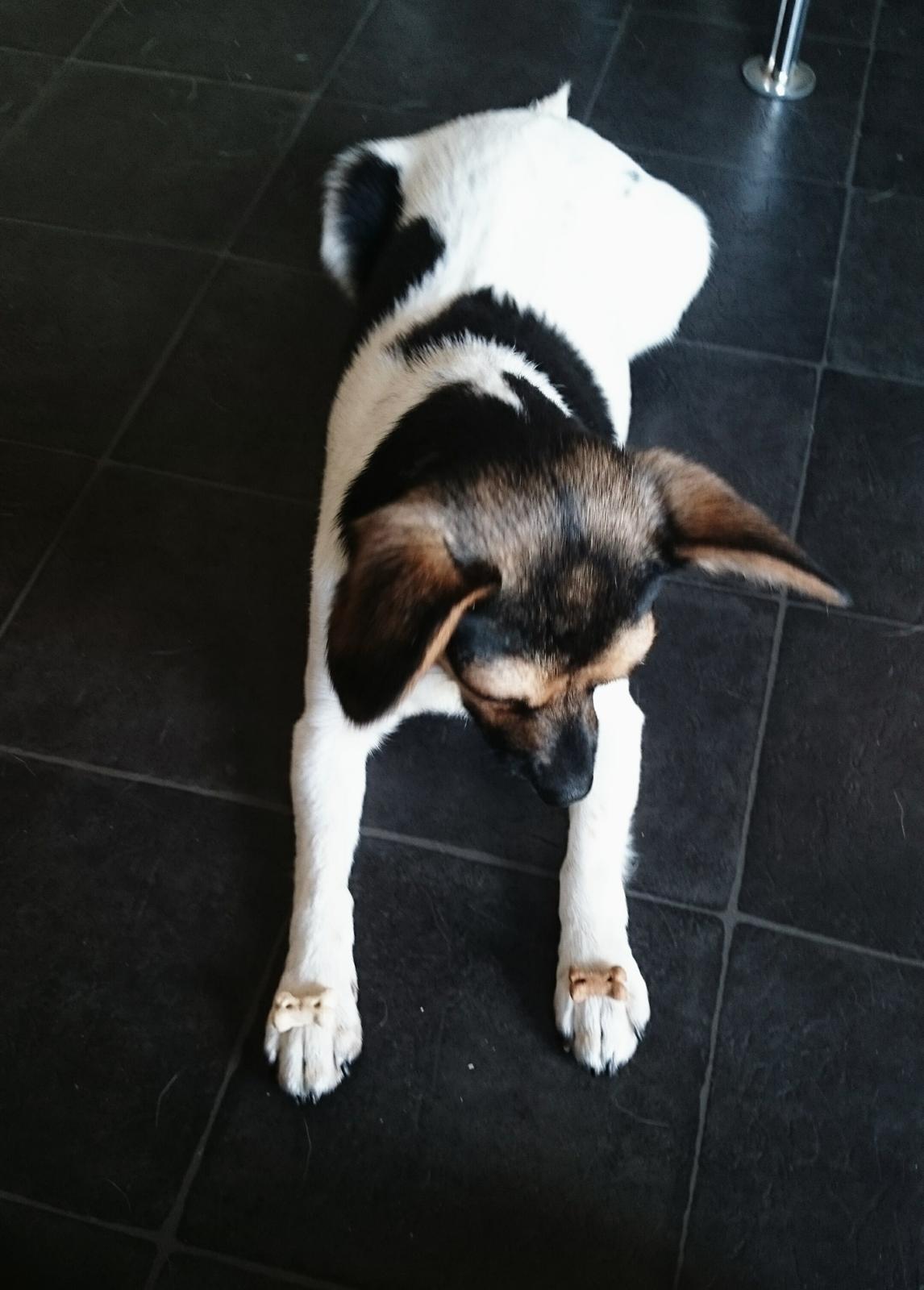 Blanding af racer Cody billede 4