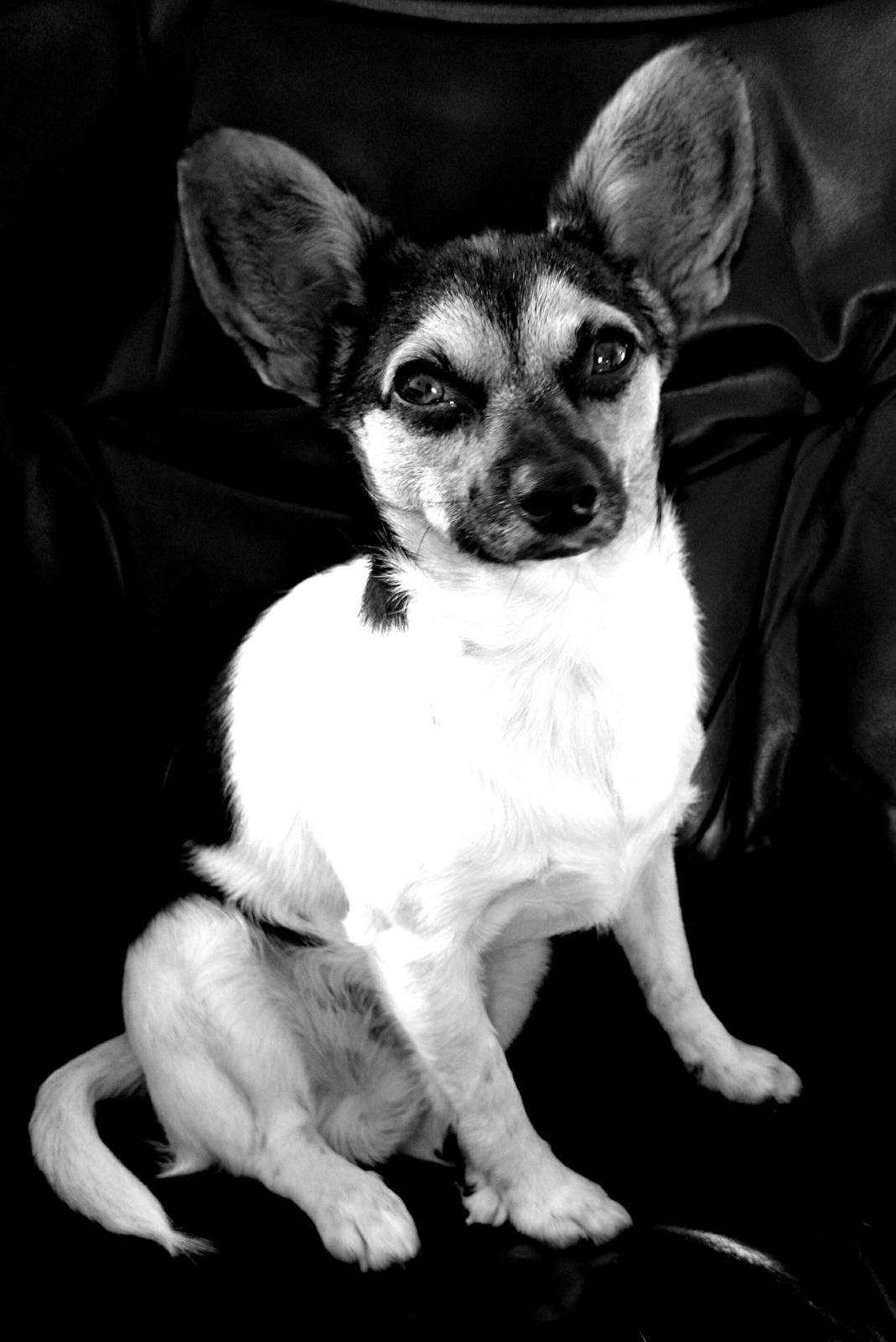 Blanding af racer Cody billede 5