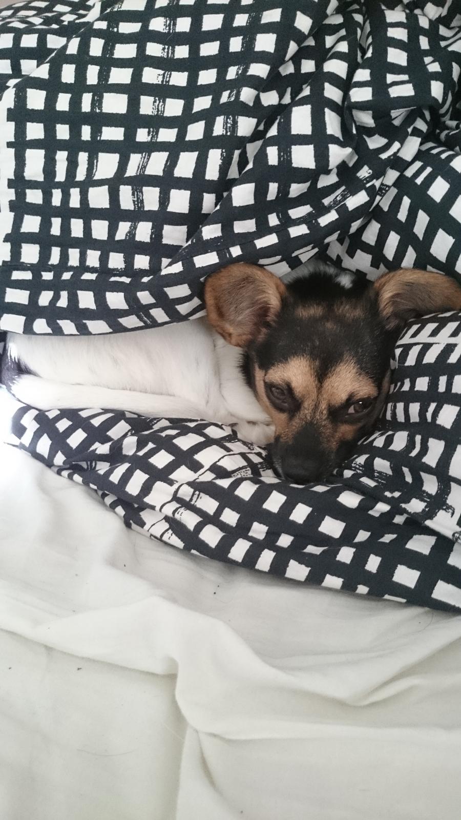 Blanding af racer Cody billede 6