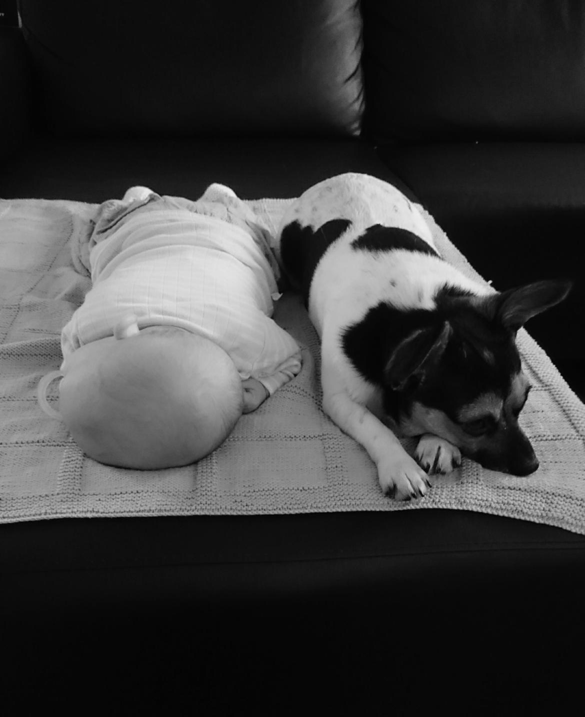 Blanding af racer Cody billede 7