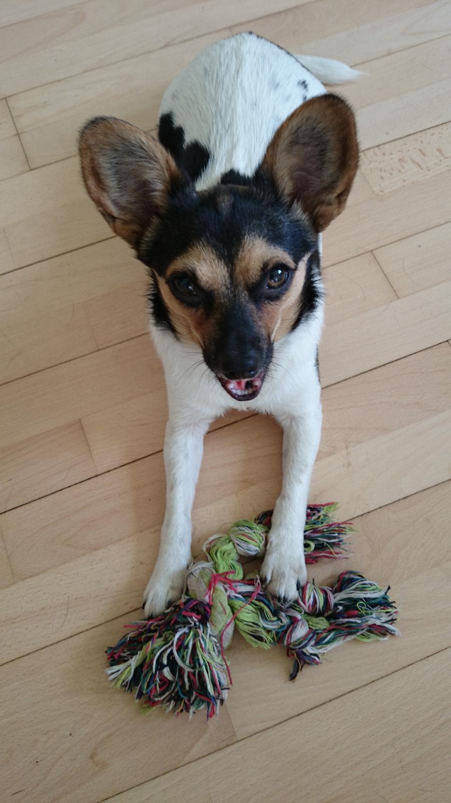 Blanding af racer Cody billede 1